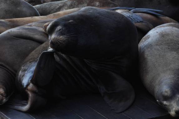 Coçando a orelha no Pier 39, na orla de San Francisco, na Califórnia, nos Estados Unidos
